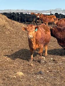 Open heifers for sale - Photo 4