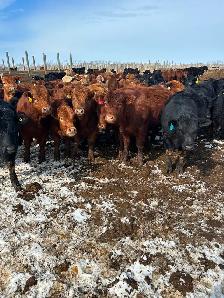 Open heifers for sale - Photo 5