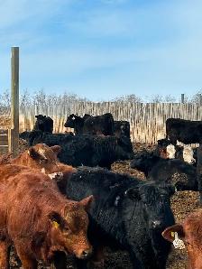 Open heifers for sale - Photo 6