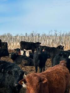 Open heifers for sale - Photo 7
