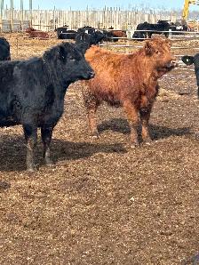 Open heifers for sale - Photo 8