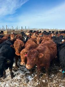 Open heifers for sale - Photo 9