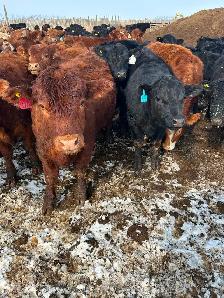 Open heifers for sale - Photo 10