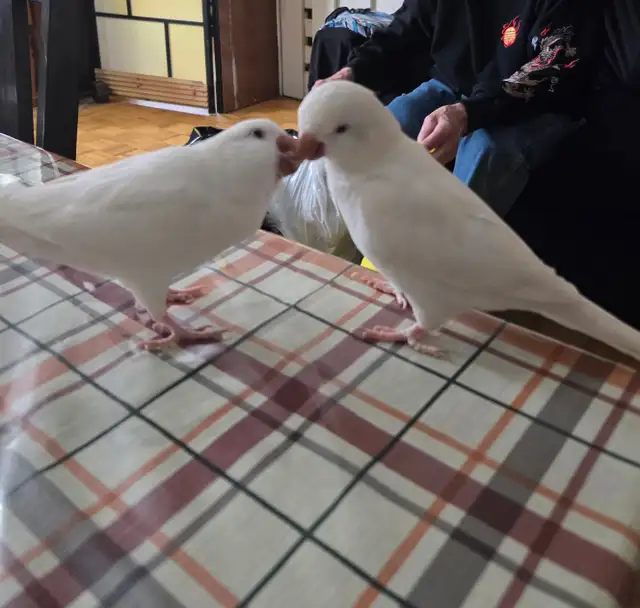 Albino parrots (nesting pair) 1,000