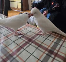 Albino parrots (nesting pair) 1,000