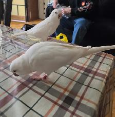 Albino parrots (nesting pair) 1,000 - Photo 2