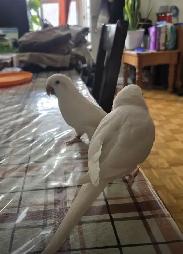 Albino parrots (nesting pair) 1,000 - Photo 3