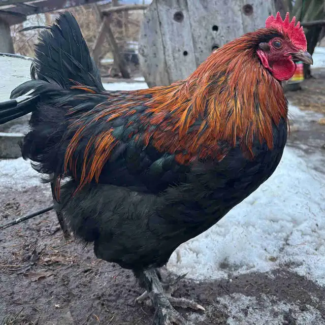 Young Rooster