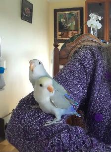 beaux bébés inséparables roseicollis nourrient à la main - Photo 2