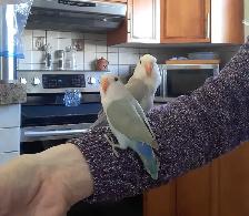 beaux bébés inséparables roseicollis nourrient à la main - Photo 3