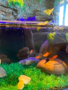 4 Swordfish - Photo 2