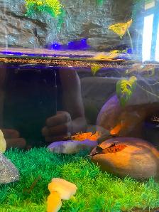 4 Swordfish - Photo 3