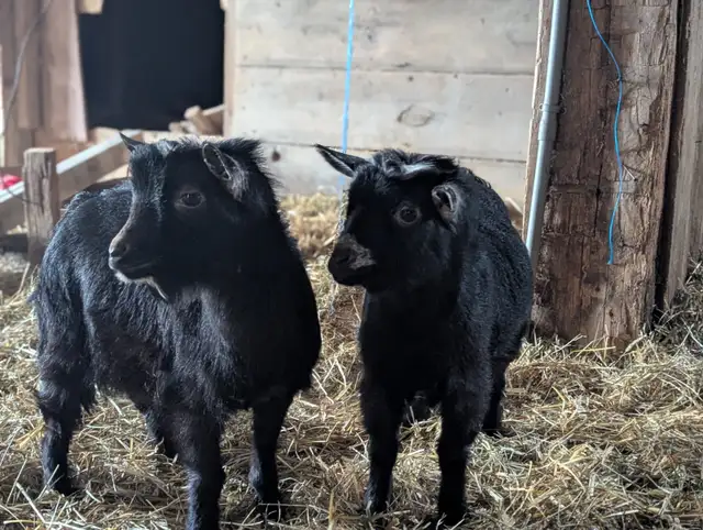 Nigerian Dwarf/Pygmy Bucklings for Sale