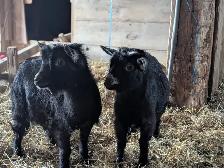 Nigerian Dwarf/Pygmy Bucklings for Sale