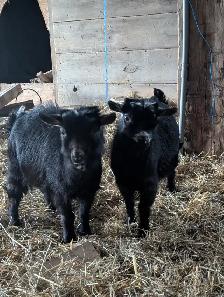 Nigerian Dwarf/Pygmy Bucklings for Sale - Photo 2