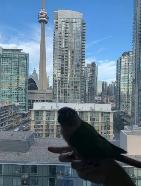 BIRD BOARDING TORONTO! | TEXT 647-490-7156 - Photo 3