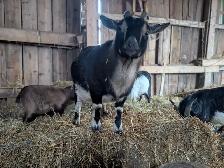 Super Friendly Nigerian Dwarf Female for Sale