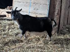 Super Friendly Nigerian Dwarf Female for Sale - Photo 3