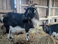 Super Friendly Nigerian Dwarf Female for Sale - Photo 4