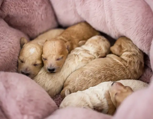 caniches miniatures/toys