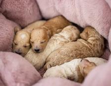 caniches miniatures/toys - Photo 1