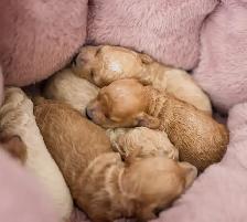 caniches miniatures/toys - Photo 2