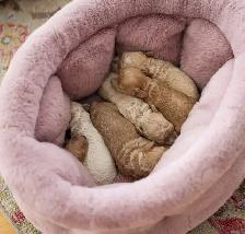 caniches miniatures/toys - Photo 3