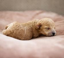 caniches miniatures/toys - Photo 4