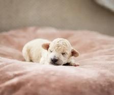 caniches miniatures/toys - Photo 5