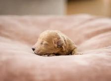 caniches miniatures/toys - Photo 6