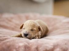 caniches miniatures/toys - Photo 7