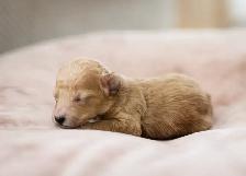 caniches miniatures/toys - Photo 8