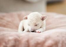 caniches miniatures/toys - Photo 9