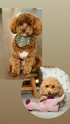 caniches miniatures/toys - Photo 10