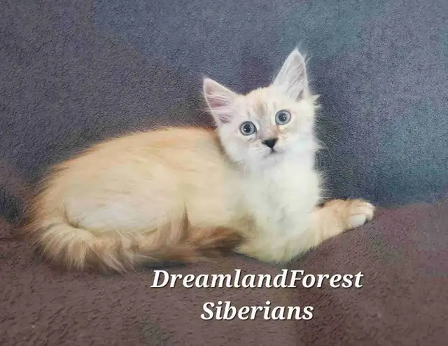 Hypoallergenic TICA Registered Siberian Kitten