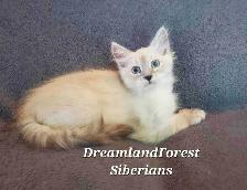Hypoallergenic TICA Registered Siberian Kitten