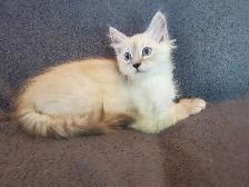 Hypoallergenic TICA Registered Siberian Kitten - Photo 4
