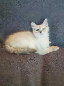 Hypoallergenic TICA Registered Siberian Kitten - Photo 5
