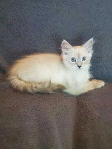Hypoallergenic TICA Registered Siberian Kitten - Photo 7