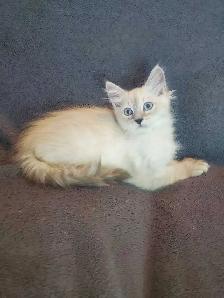 Hypoallergenic TICA Registered Siberian Kitten - Photo 8
