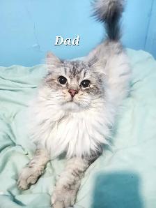 Hypoallergenic TICA Registered Siberian Kitten - Photo 10