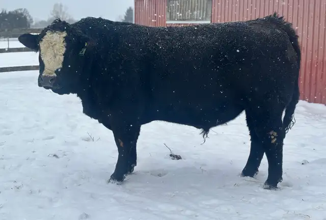 BLK BALDY BULLS FORSALE