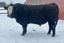BLK BALDY BULLS FORSALE