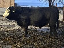 BLK BALDY BULLS FORSALE - Photo 2