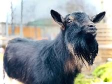 DWARF GOATS FOR SALE - Pickering