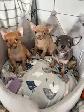 Tiny Chihuahuas