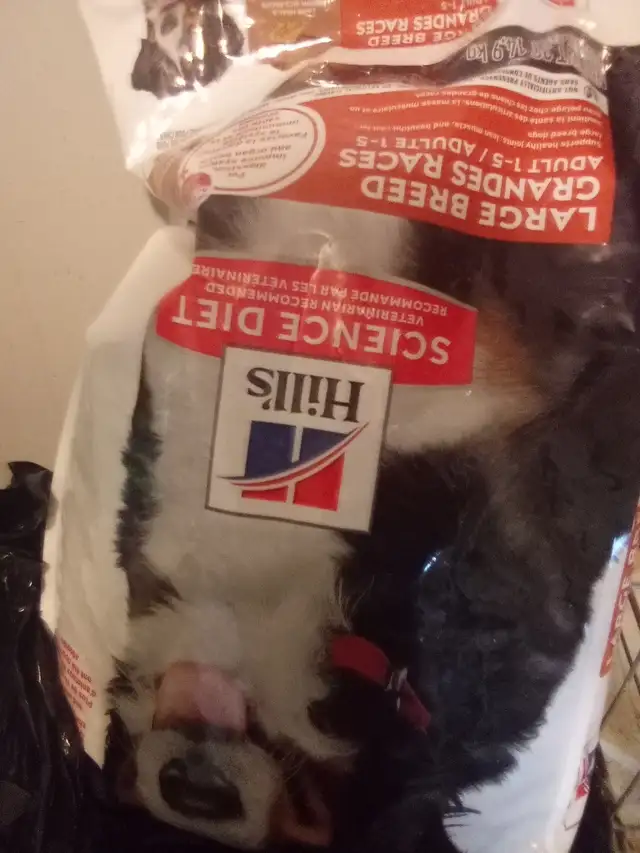 Hills Science Diet Lamb and Brown Rice 33 Lb Dog Food