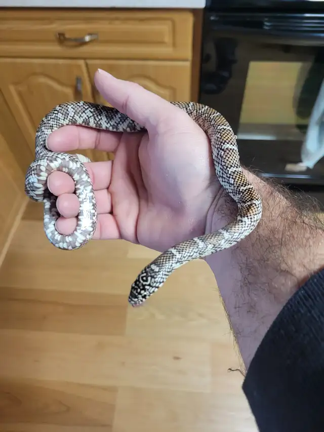 Snakes available - Photo 4