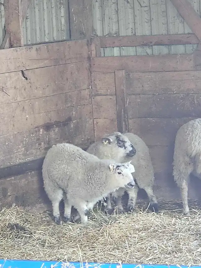 2 ewe Lambs must go together