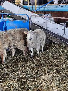 2 ewe Lambs must go together - Photo 3